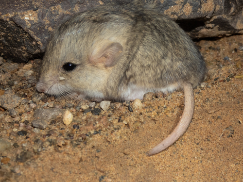 Fat-tailed Gerbil