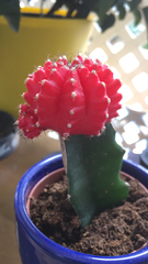Gymnocalycium