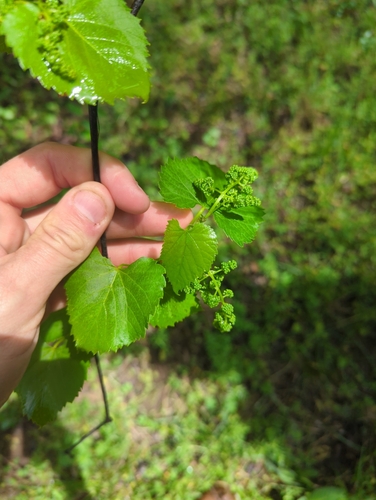 Foto de Uva-do-mato