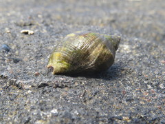 Stramonita brasiliensis