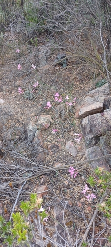 Image of Nerine humilis by (c) Danie Palm, some rights reserved (CC BY)