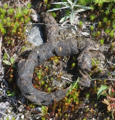 Vulpes vulpes fulvus