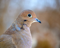 Mourning Dove photo 5