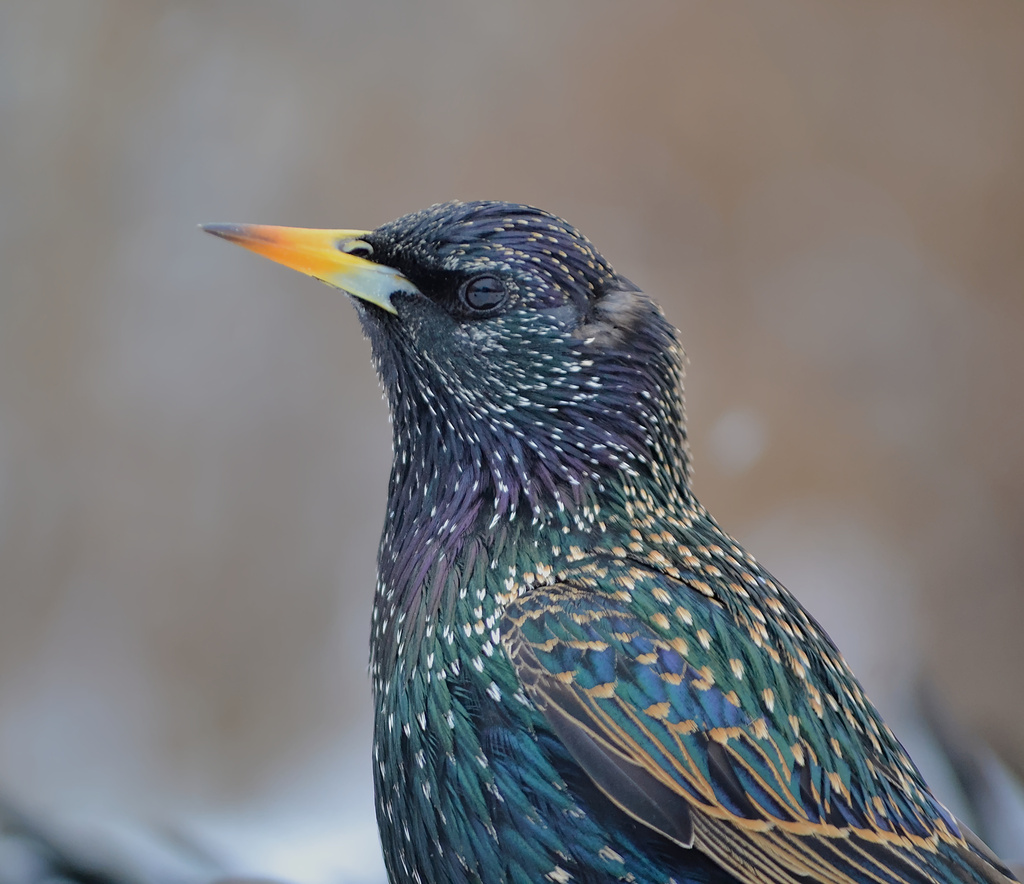 Common Starling
