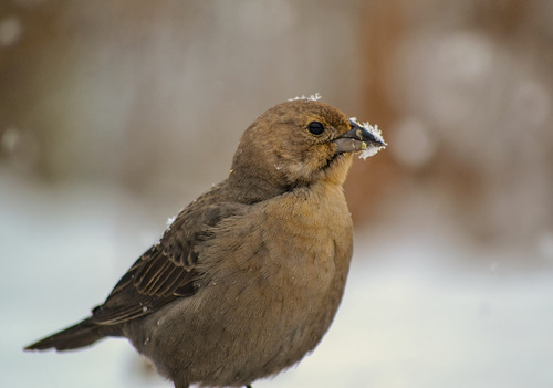 Brown-headed Cowbird photographed in Ohio