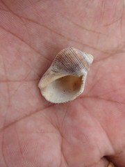 Stramonita brasiliensis