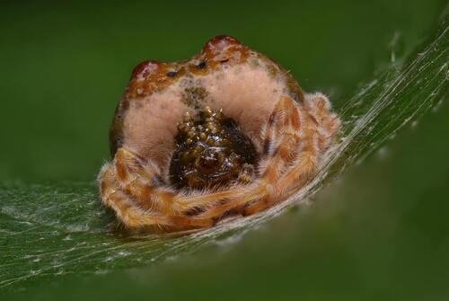 Cornfield Bolas Spider photo 5