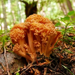 Ramaria celerivirescens