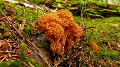 Ramaria celerivirescens