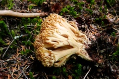 Ramaria celerivirescens