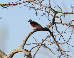 Nesoenas picturatus