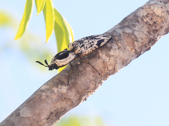 Neolycoreus goudotii