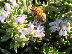 Apis mellifera