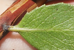 Arctostaphylos pacifica