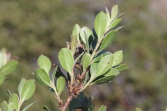 Arctostaphylos pacifica