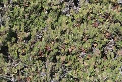 Arctostaphylos pacifica