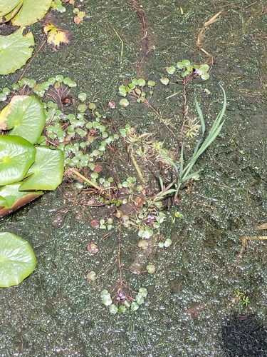 Foto de Capim-arroz