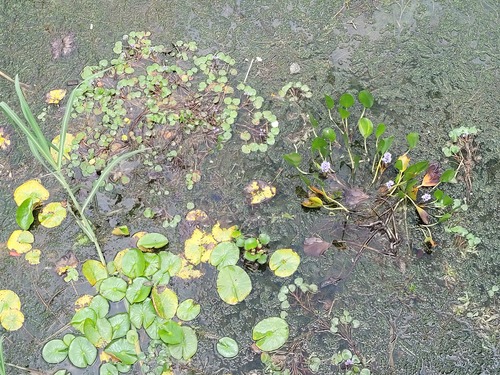 Foto de Capim-arroz
