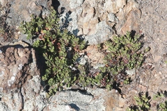 Arctostaphylos pacifica