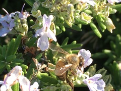 Apis mellifera