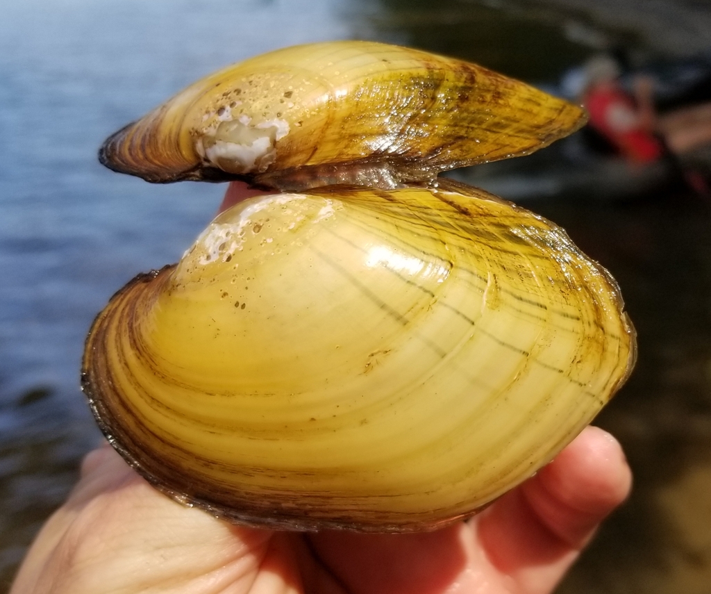 A plain pocketbook mussel displays a lure