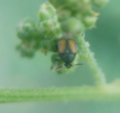 Palaeobruchidius plagiatus