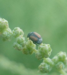 Palaeobruchidius plagiatus