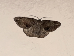 Chiasmia brongusaria