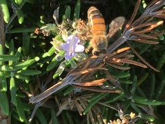 Apis mellifera