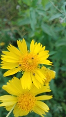 Palaeobruchidius plagiatus