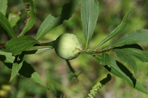 Goldenrod Gall Fly