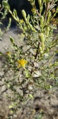 Heterotheca sessiliflora echioides