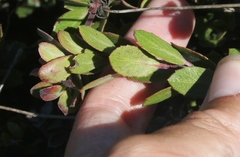 Arctostaphylos pacifica
