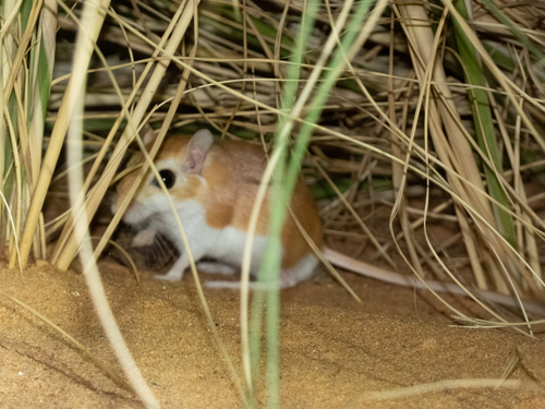 Lesser Egyptian Gerbil