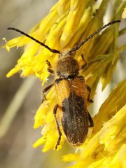 Crossidius punctatus