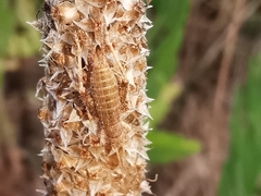 Arachnocephalus vestitus