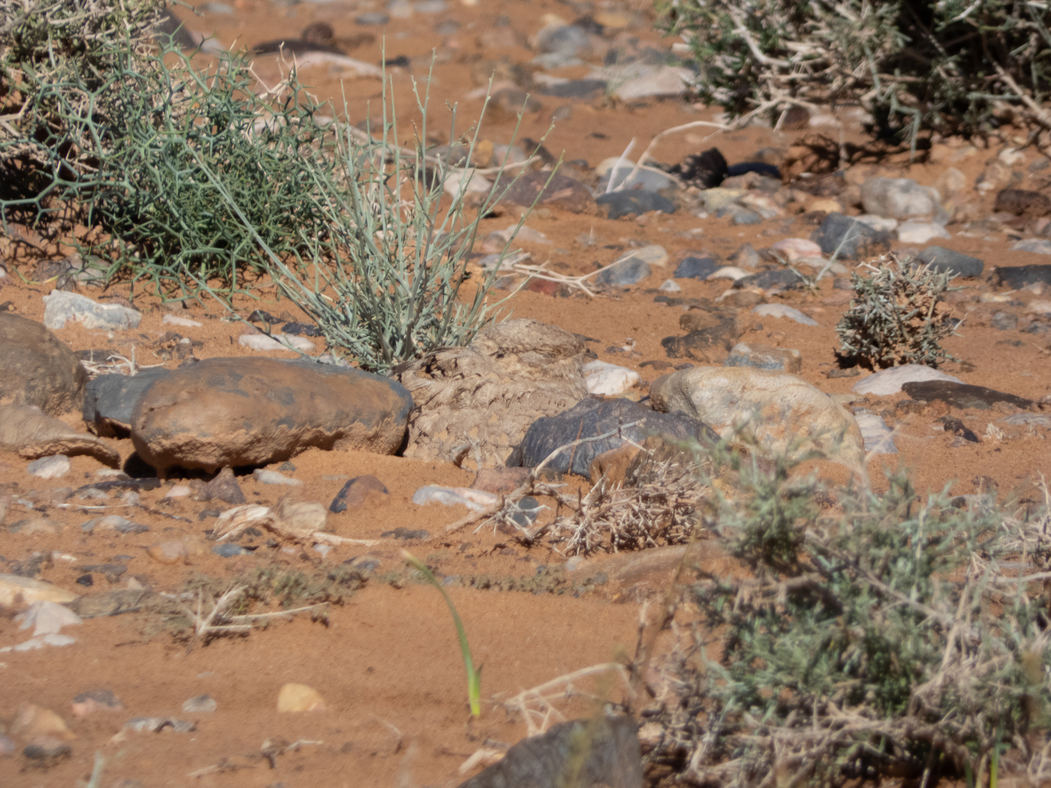 Egyptian Nightjar (Caprimulgus aegyptius), photo 5