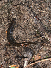 Desmognathus fuscus image
