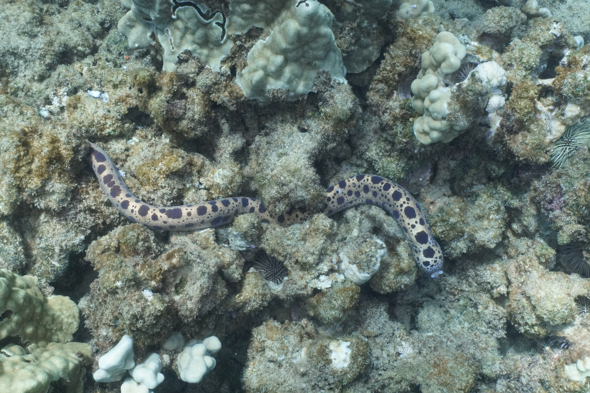 Large-Spotted Snake Moray photo 4