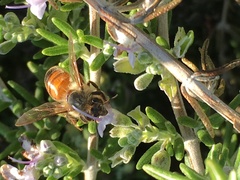 Apis mellifera