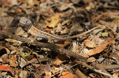 Chalarodon madagascariensis