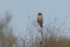 Lanius phoenicuroides