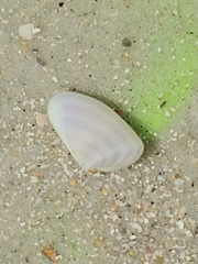 Donacidae