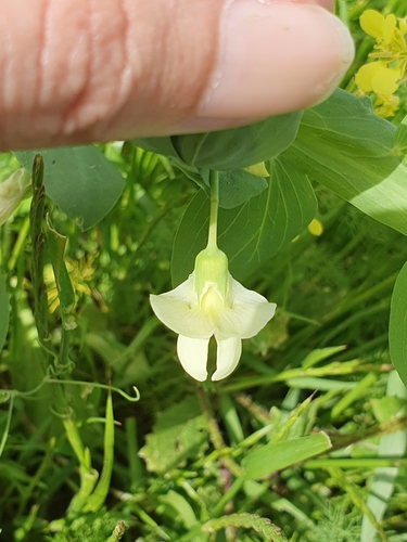 Image of Lathyrus ochrus by (c) Mehdi Chetibi, some rights reserved (CC BY)