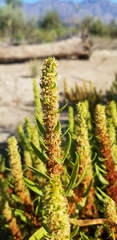 Rumex palustris