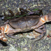 Spotted-belly Forceps Crab - Photo (c) budak, some rights reserved (CC BY-NC), uploaded by budak
