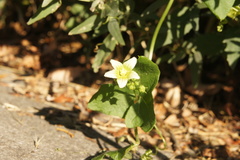 Bryonia