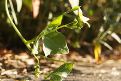 Bryonia