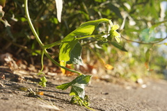Bryonia