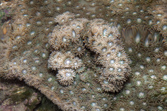 Duncanopsammia peltata